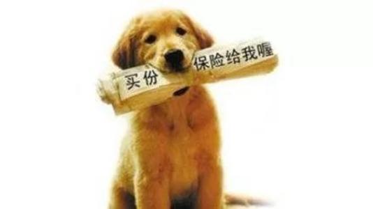 寵物保險怎么挑選？有寵物的你確定不了解一下？